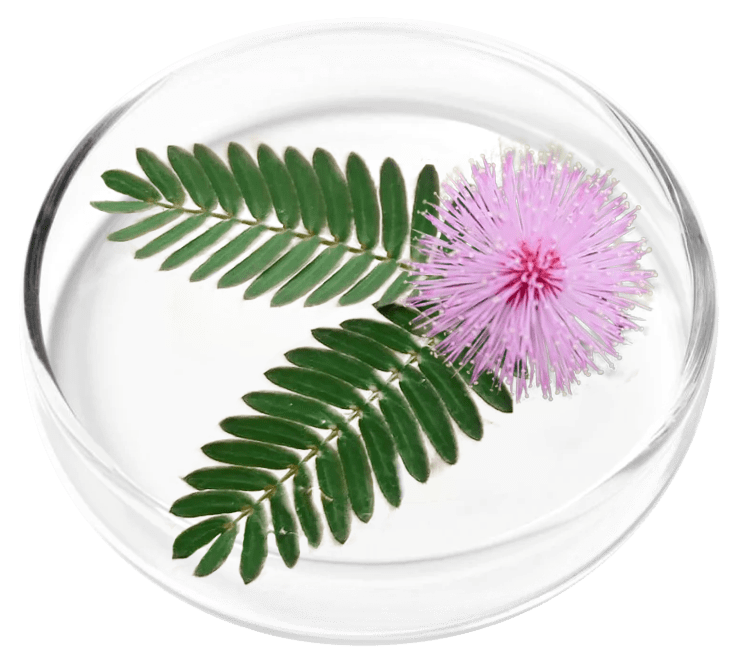 Femicore ingredients Mimosa pudica and botanical extracts